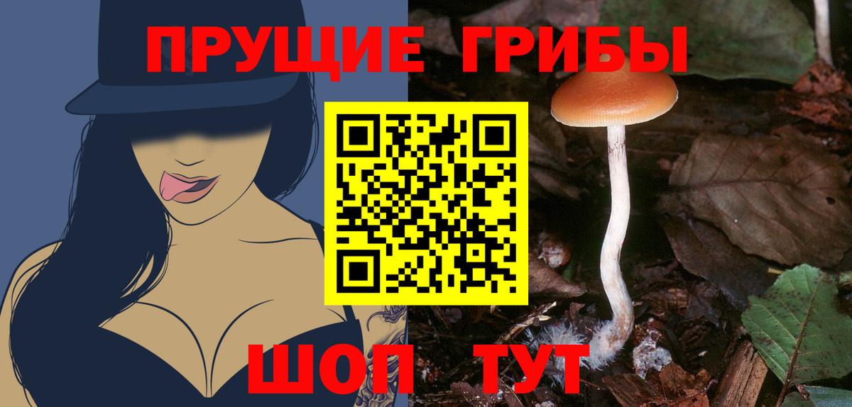 Псилоцибиновые грибы GOLDEN TEACHER  Вход с VPN  Псков  Псилоцибиновые грибы прущие грибы 
